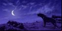 The Moon & the Leopard